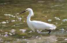 Burleson: nature, bird, egret